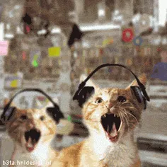 گربه ها در حال گوش دادن به عمو تتل!!