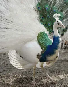 طاووس با نقص ژنتیکی لیوسیسم. لیوسیسم وضعیتی است که در آن 