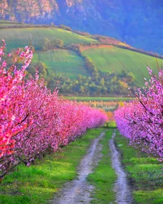 طبیعت بهاری گالیکش ، استان گلستان و گرگان