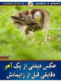 نیروی خلقت