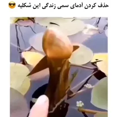 دقیقا همینه