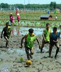 فوتبال در مزرعه برنج ؛