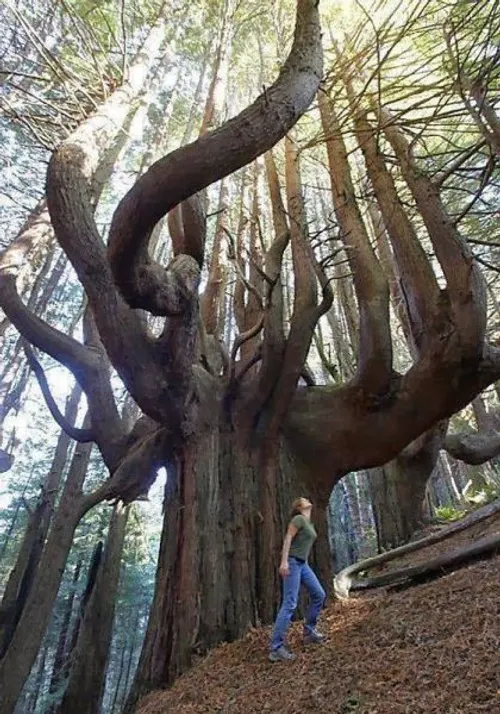 درخت شگفت انگيز