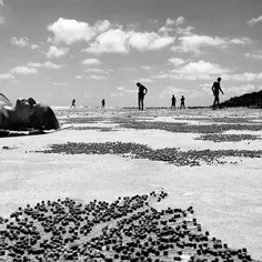 Sunbathers and beach goers share the shoreline with the B