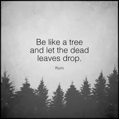 مثل درخت باش،