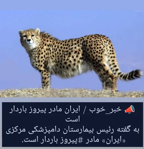 ای خدا شکر😍