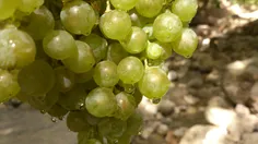 انگورشیرین