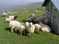 قیمت گوسفند زنده در لایوشیپ پاک