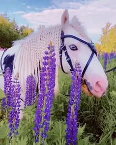 اسب | زیبایی خلقت