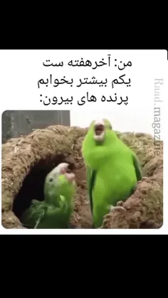 پرنده های بیرون در حال ناله کردن 😐