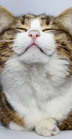 #Cat