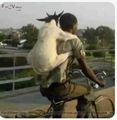 راهی جدید برای حمل حیوانات
