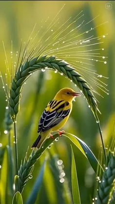 همه  ذرات جان