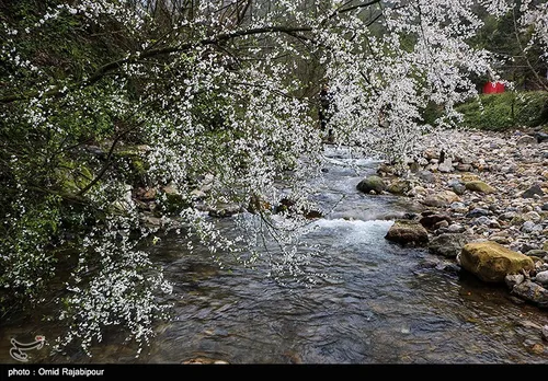 شکفتن شکوفه های بهاری در گیلان