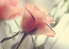گل رز