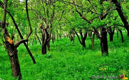 تاریخچه : شهر طرقبه یکی از شهرستان های طرقبه شاندیز بوده 