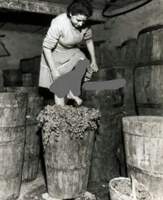 شراب سازی در ایتالیا، 1957‌‌