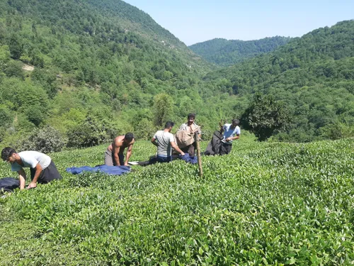 مازندران تنکابن کاوه ملک چیدن طلای سبز چای