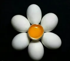 #تخم مرغ یک رنگ است.