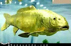 ماهی زنده کشف شده درتایوان برنگ طلایی که باآزمایش انجام ش
