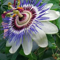 گونه‌ای بسیار زیبا از گل ساعت به نام ماریا ماریا.