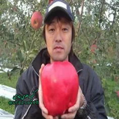 #رکورد_گینس پرورش بزرگ ترین سیب دنیا توسط #کشاورز_ژاپنی
