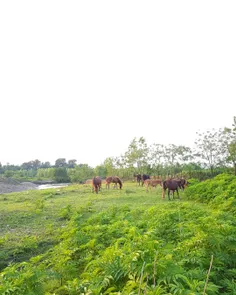 داشتن یه  کره اسب🐎🐎 خوشکل تو یه خونه روستایی چه حسی داره 