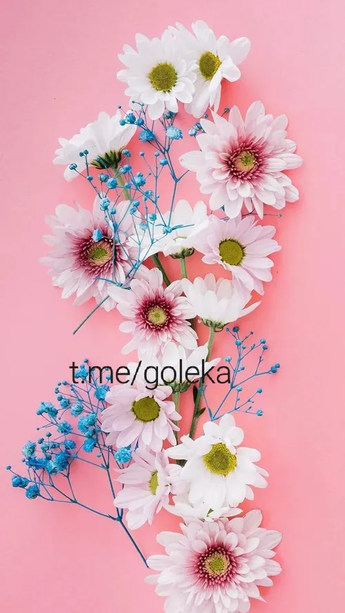 t.me/goleka 09052171300