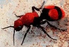 این خوشگل اسمش#مورچه_سرخ پشمالوئه. یکی از#زیباترین و جالب