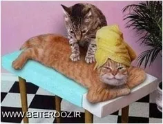 #ماساژ #گربه #ماساژ_سنتی_تایلندی #MASSAGE