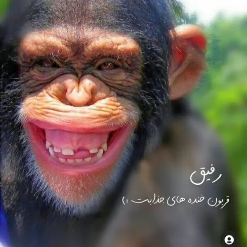 گاهی برای