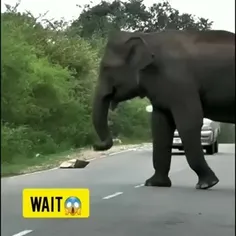 🤔 حمله فیل