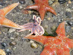 ستاره هایی دریایی  عزیزم چقدر نازن