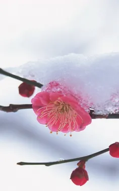 #Frozen Flower