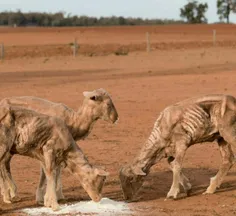 تصویر دلخراش از وضعیت دام‌ها در خشک‌ترین زمستان استرالیا