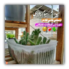 دلم کمی مادربزرگ می‌خواهد