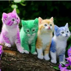 گربه رنگى دونه اى 500 تومن