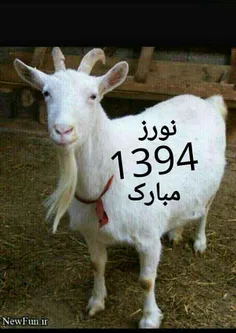 بز