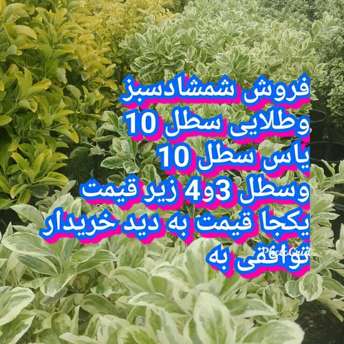 فروش بصورت یکجا به دلیل مسافرت اخرهفته زیر قیمت