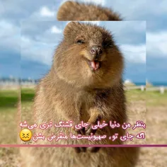 اسمش Quokka# است؛ یه حیوون بامزه‌ی استرالیایی. من بهش میگ