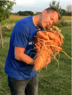 سنگین‌ترین هویج دنیا رو برداشت کردن حدود 10 کیلو وزنش بود