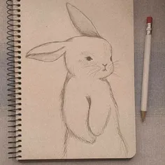 نقاشی خرگوش🤍🐰