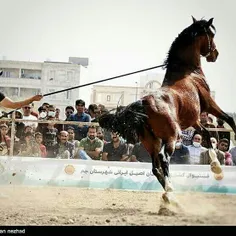 دومین فستیوال کشوری اسبان اصیل ایرانی  