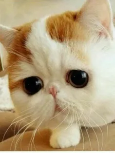 اسنوپی یکی از محبوبترین گربه های دنیاست که پیج اینستاگرام