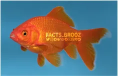 اینکه می‌گن حافظه ماهی قرمز فقط چند ثانیه‌ست یک باور اشتب