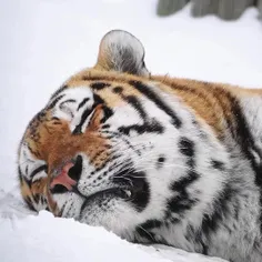 🐯❄️💤