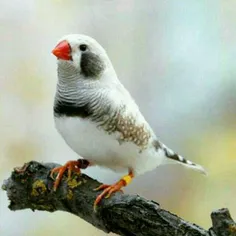 فنج