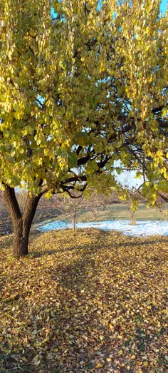 پاییز  زمستانی