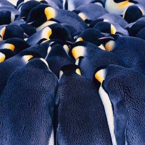پنگوئن های امپراطور برای گرم ماندن در زمستان های بسیار سر