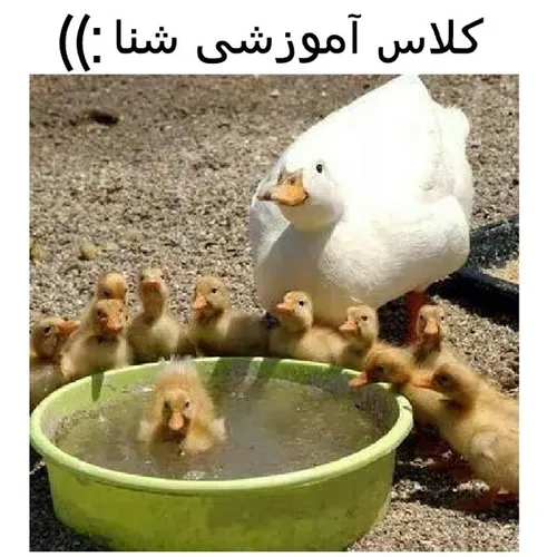 اینم کلاس اموزش شنا جالبه